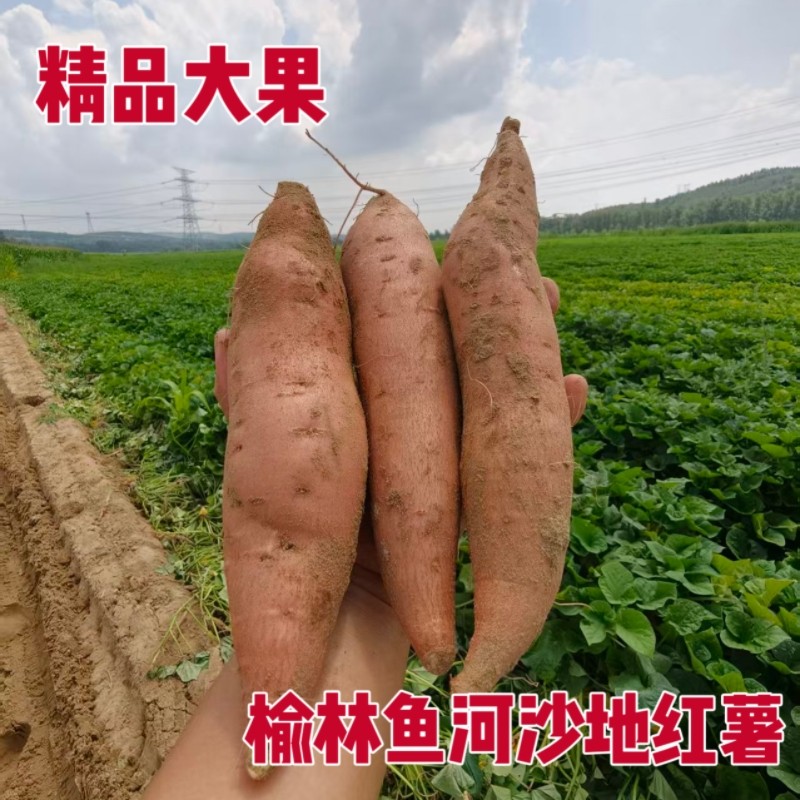 陕北正宗2026年榆林鱼河沙地香蕉新红薯农家种植羊粪施肥现挖现发