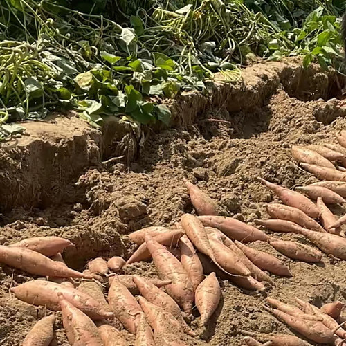 陕北榆林农家自种鱼河沙地老品种香蕉红薯现挖现发新鲜地瓜可烤蒸