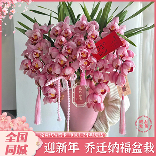 大花蕙兰蝴蝶兰年宵花盆栽真鲜花速递同城配送礼开业乔迁上海北京