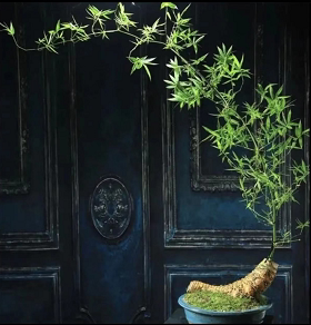 簕竹盆景一物一拍