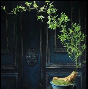 簕竹盆景一物一拍
