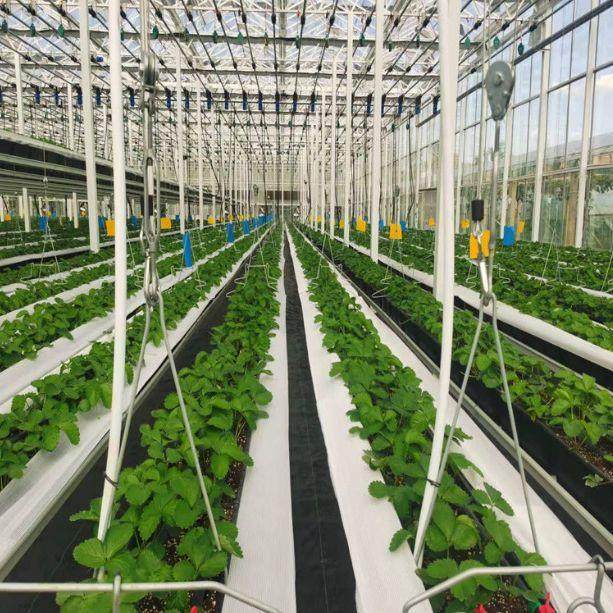 无土栽培 荷兰温室大棚 种植槽番茄大棚 立体吊挂式立体栽培槽,农机/农具/农膜,智能温室设备,淘宝优惠券,粉丝福利购,淘宝优惠卷