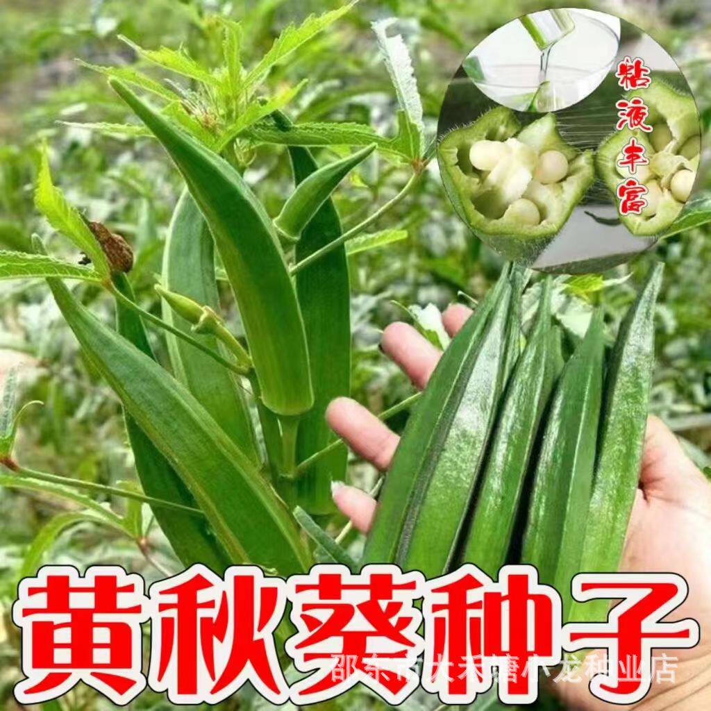 黄秋葵蔬菜种子红秋葵种籽春秋播种高产耐热耐旱阳台盆栽大田种孑