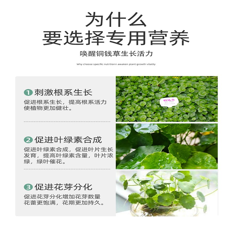 铜钱草专用肥金钱草肥料铜钱草营养液水培铜钱草肥料有机肥盆栽竹