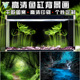 丛林树林水草小鱼缸背景贴纸雨林缸造景高清定制静电正胶壁纸立体