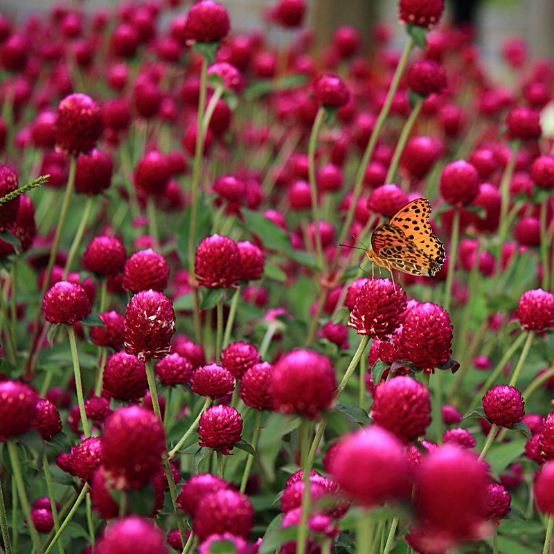 千日红种子紫粉白春播观花百火