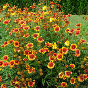 天人菊种子春秋易活多年生耐寒花种多季开花种籽室外庭院虎皮菊花