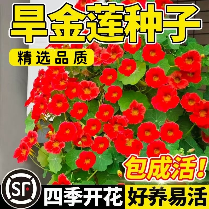 旱金莲种子子易种室内阳台爬藤金莲花庭院旱荷花花籽花卉种子,鲜花速递/花卉仿真/绿植园艺,家庭园艺种子,淘宝优惠券,粉丝福利购,淘宝优惠卷