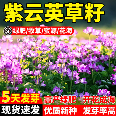 紫云英草籽高产红花草籽四季