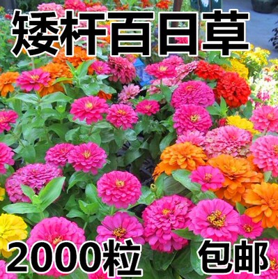混色百日草花种矮杆卉孑