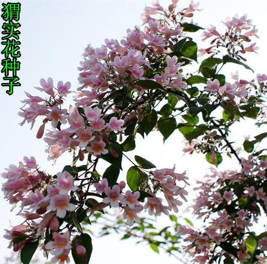 当年新采集猬实花种子卉林木绿