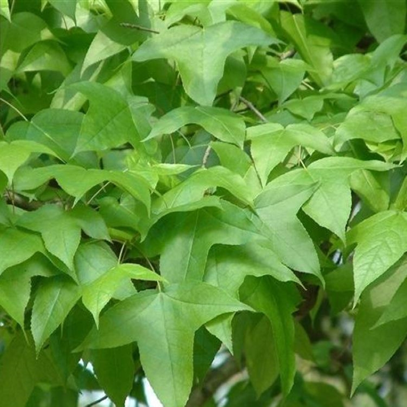新采枫香种子北美树风景苗木籽