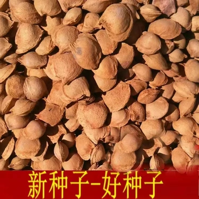 山杏种子胡山杏核当年优质