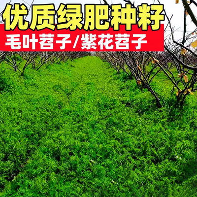 绿肥种籽毛叶苕子种长柔毛野豌豆种子果园光叶紫花苕养蜂蜜源草种