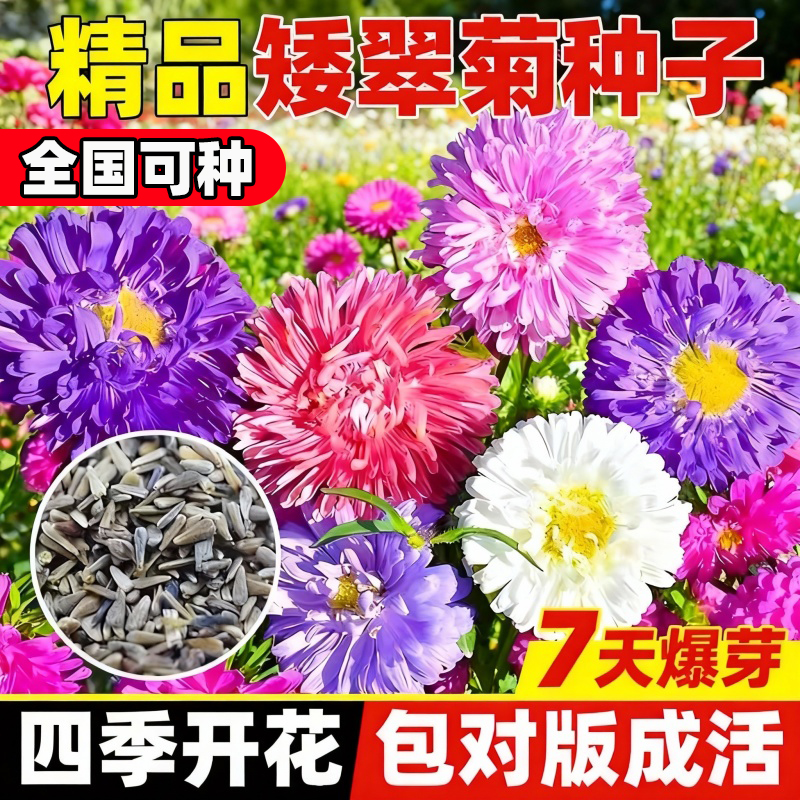 矮翠菊种子菊花种子室内外花种籽庭院花籽易活花种籽四季播种种孑