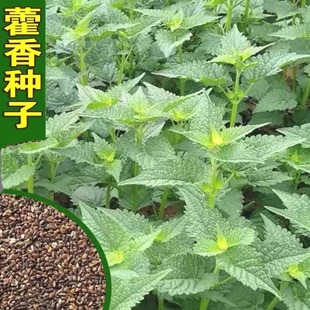 新鲜藿香种子食用藿香盆栽原土霍香苗五香叶鱼香种子阳台庭院蔬菜