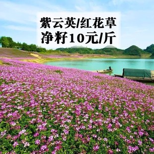 紫云英草种籽果园高产绿肥种子养蜂蜜源植物红花草籽种孑四季牧草