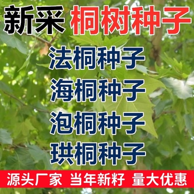 法国梧桐树种子青桐珙桐泡桐净种