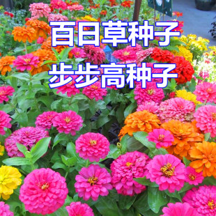 百日草种子重瓣矮杆大花混色花种籽子庭院阳台四季种易活开花不断