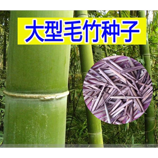 大型毛竹种子 青竹苗籽 楠竹刚竹种子 四季竹子 雷竹食用竹笋种子