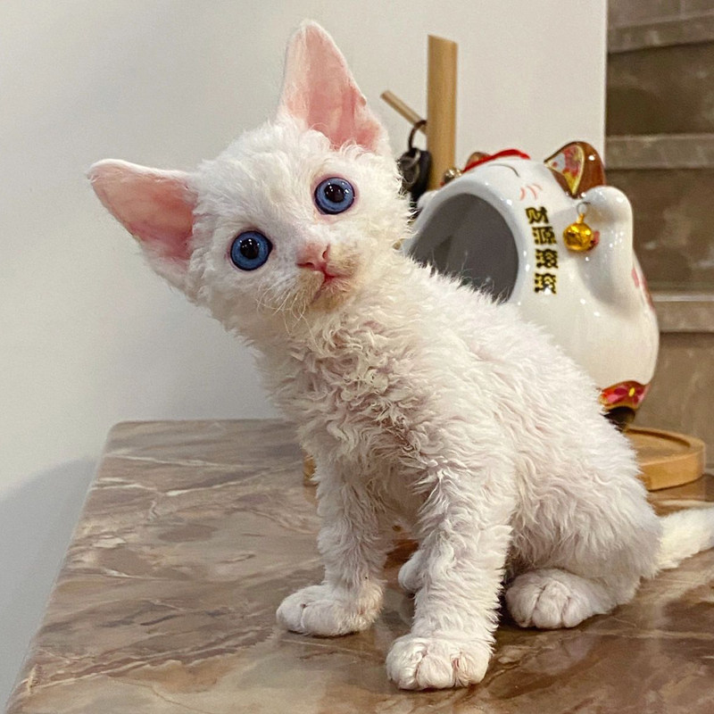 纯种血统德文卷毛猫幼猫蓝眼家养不掉毛高智商帝王猫活体宠物猫咪