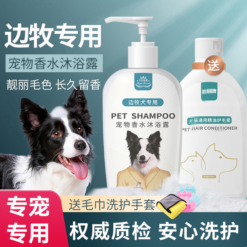 宠物狗狗边牧边境牧羊犬
