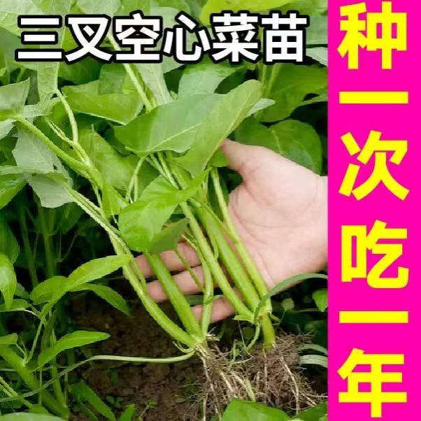 多茬采收三叉空心菜苗秧柳叶空心菜通心菜种子盆栽四季带土球阳台