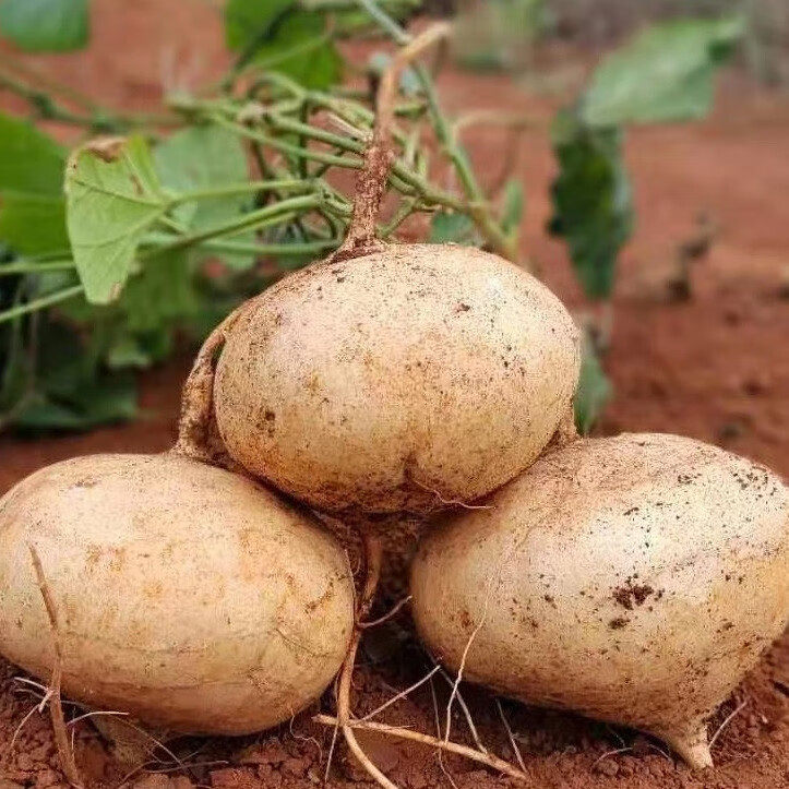 湖北沙地凉薯白地瓜白土瓜沙葛批发大小混发脆甜细嫩多汁地萝卜