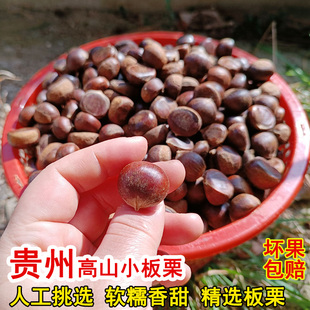 贵州小板栗新货2025年新鲜板栗现摘板栗小毛栗子高山板栗油栗子