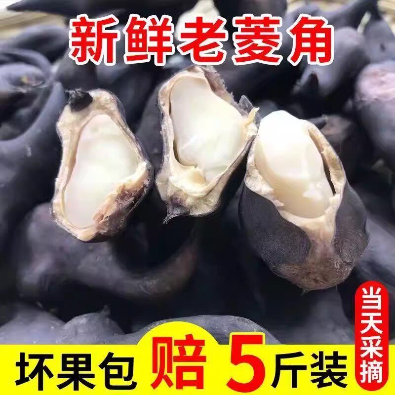 湖北新鲜老菱角新鲜带壳老棱角现摘湖北当季凌角时令水果蔬菜