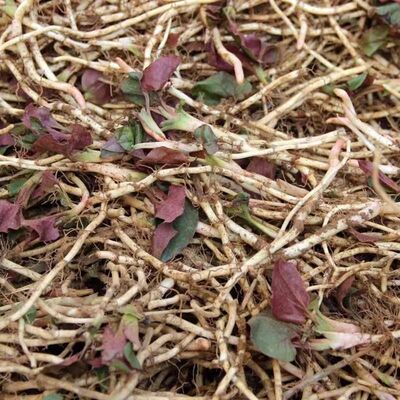湖北新鲜鱼腥草折耳根鱼腥草当季蔬菜现挖折耳根农家自种嫩根凉拌