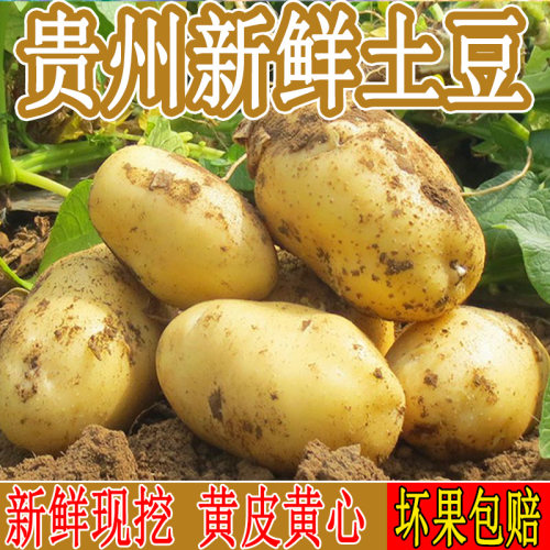 贵州黄皮土豆黄心沙面马铃薯批发洋芋整箱正宗黄心土豆今年新货