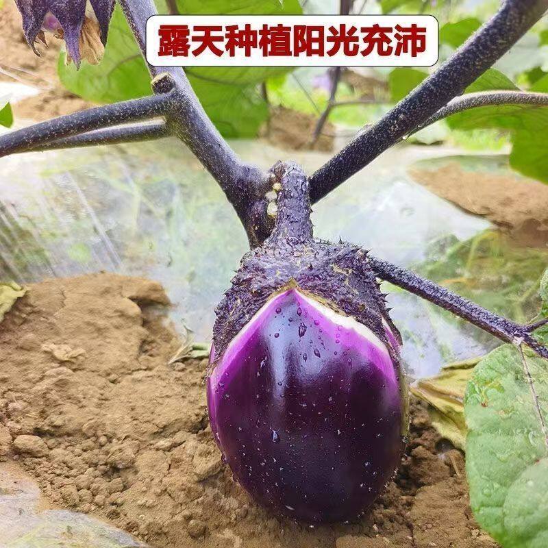 紫皮圆茄贵州紫色椭圆茄子农家薄皮露天当季自种现摘现发新鲜蔬菜