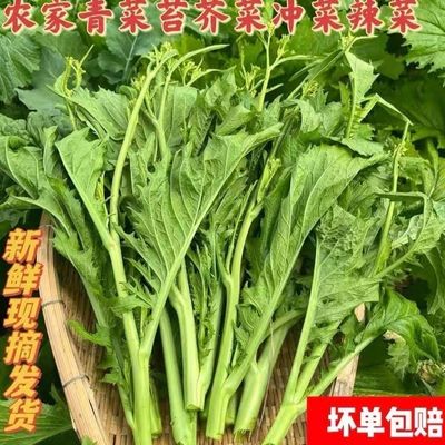 贵州新鲜青菜苔当季新鲜蔬菜