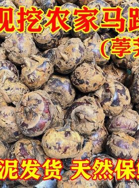 湖北特产马蹄新鲜带泥大个马蹄现挖荸荠脆甜当季水果蔬菜马蹄包邮