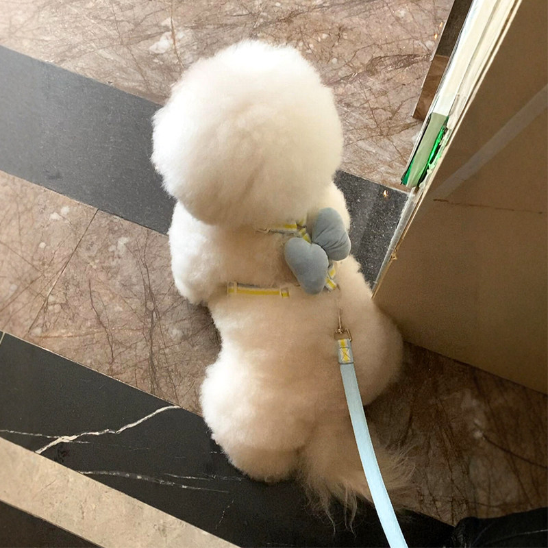 蝴蝶结狗狗牵引绳胸背狗链遛狗绳狗链中小型犬背心式宠物背带比熊