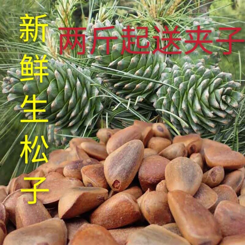 夥爆新货松子未生松子500g散装坚果厂厂厂一件