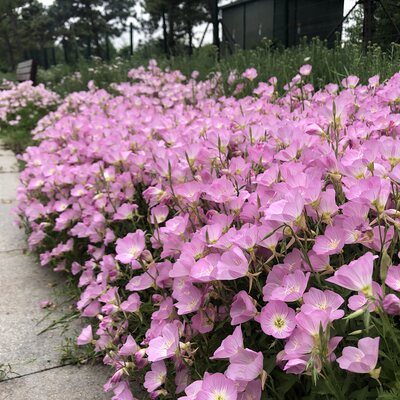 美丽月见草花种子四季播开