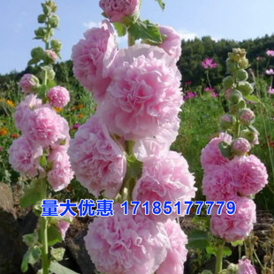 开花室外易活花籽花卉种籽夏天庭院花种孑 重瓣蜀葵花种子籽子四季