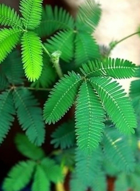 害羞草种子含羞草盆栽植物阳台绿植花卉种子薄荷种籽四季易种