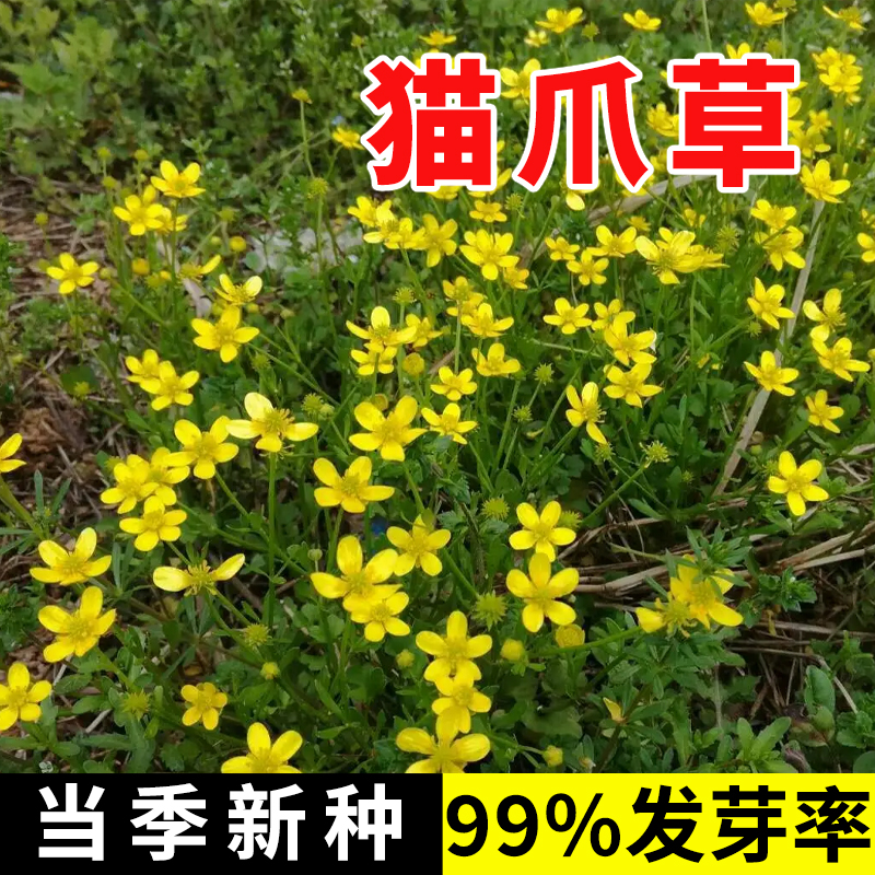 猫爪草野生种子种孑中药材正品中药猫爪草新鲜水洗猫抓草夏枯草种