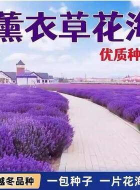 薰衣草种子狭叶普罗旺斯花种四季种庭院驱蚊香草阳台花籽盆栽种孑