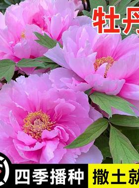 牡丹花种子春播四季牡丹花种子庭院阳台花籽盆栽灌木花多年生