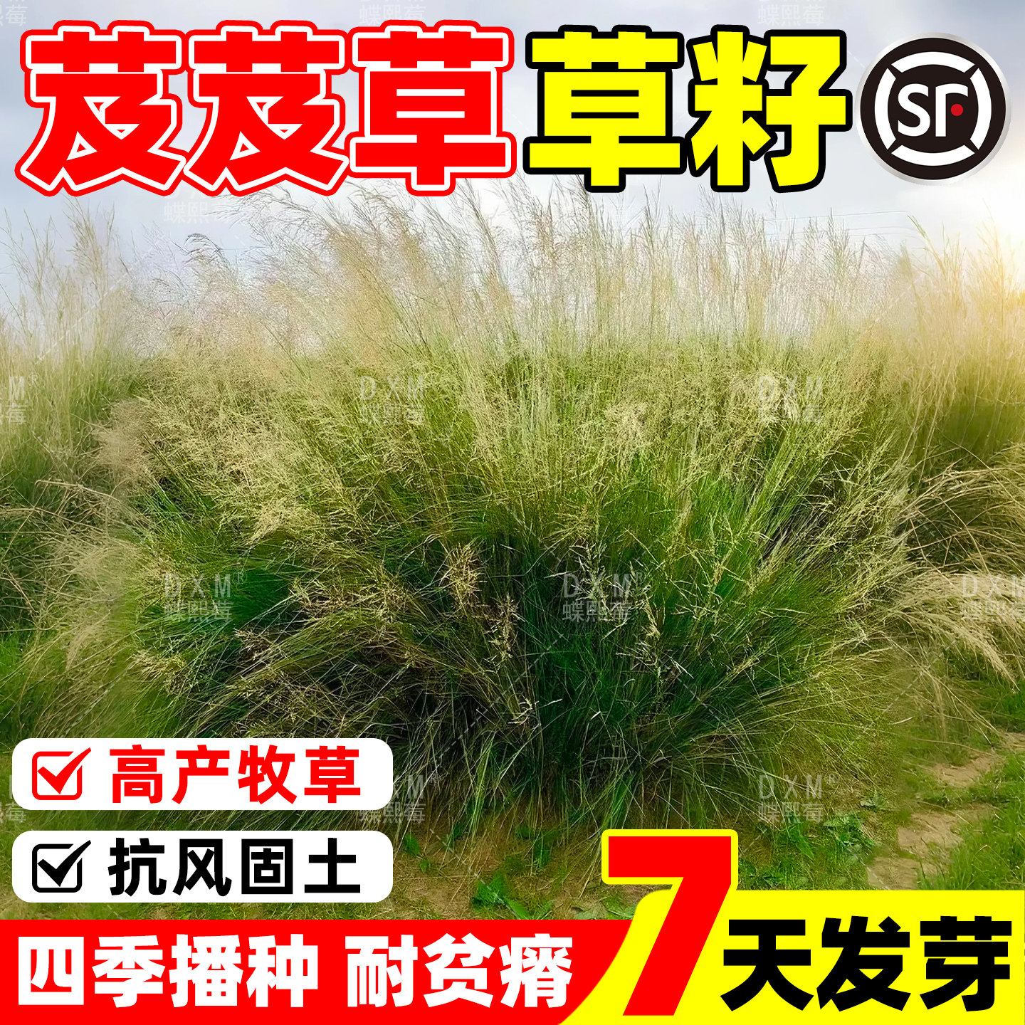 草籽护坡固土高产牧草种籽