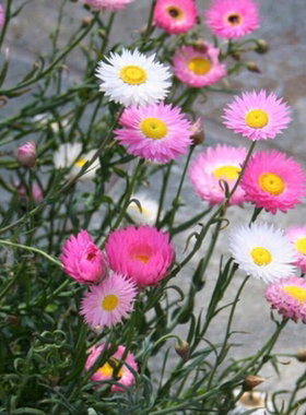 永生菊种子花种籽子露天花海种子易种活切花室外庭院花卉盆栽干花