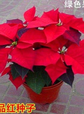 一品红种子 室内观叶植物 圣诞花卉盆栽阳台庭院四季易种