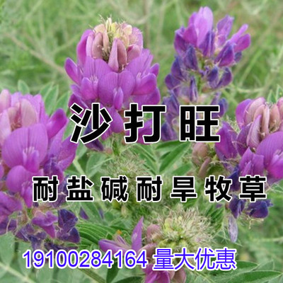 沙打旺种子多年生牧草四季绿肥