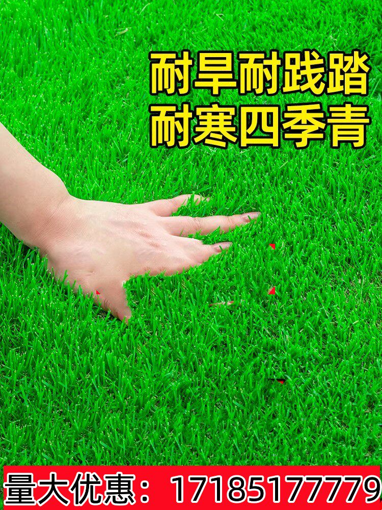 草坪草籽四季常青护坡狗牙根马尼拉种子庭院绿化高羊茅黑麦草皮孑