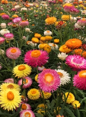 麦秆菊种子庭院花卉阳台切花四季播种开花腊菊干花菊盆栽花种籽子