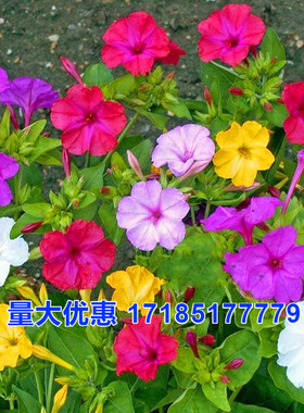 五彩紫茉莉花种子混色地雷花种子籽阳台盆栽庭院围栏耐寒易活花卉